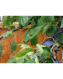 Apollo Fruit Cage Net with 19mm Mesh