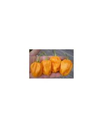 7 Pot Primo Orange - 10 X Pepper Seeds
