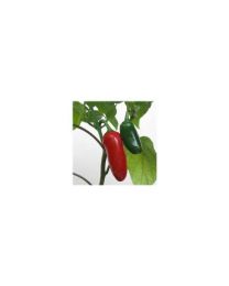 Aji Criollo - 10 X Pepper Seeds