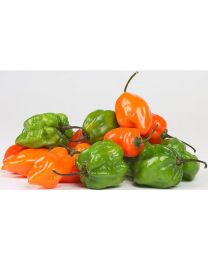 Aji Dulce - 10 X Pepper Seeds