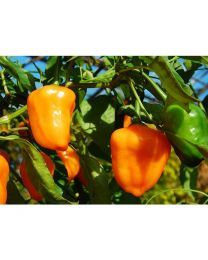 Aji Ecuadorian Orange - 10 X Pepper Seeds