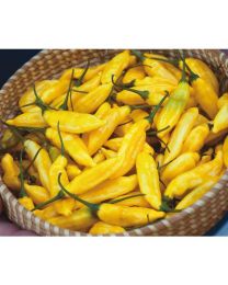 Aji Peru Yellow - 10 X Pepper Seeds
