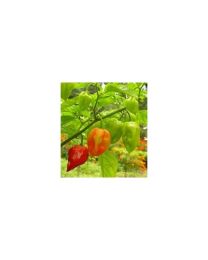 Antillais Caribbean Habanero - 10 X Pepper Seeds