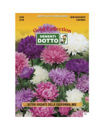Aster Giant California - Gold Seeds By Sementi Dotto - 1,3gr