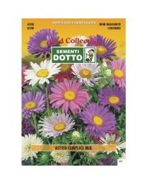 Aster Mix - Gold Seeds By Sementi Dotto