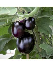 Aubergine Jackpot - 3 Plants - MAY DELIVERY