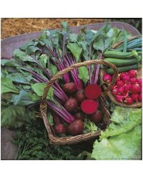 Beet Boltardy Large Grower Pack