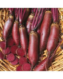 Beet Cylindra Large Growers Pack