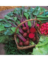 Beetroot Boltardy - (12 Plugs) - MAY DELIVERY