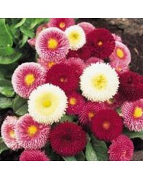 Bellis Perennis Crown Double Mixed