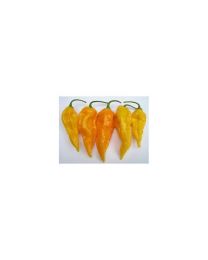 Bhut Jolokia Orange - 10 X Pepper Seeds