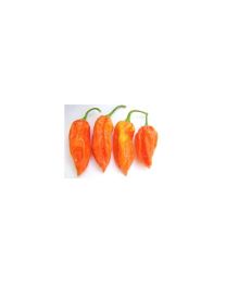 Bhut Jolokia Peach - 10 X Pepper Seeds