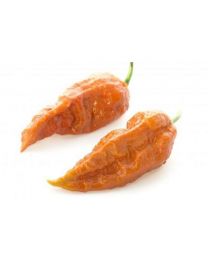 Bhut Jolokia Rust - 10 X Pepper Seeds
