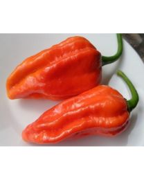 Bhut Jolokia Strain II - 10 X Pepper Seeds