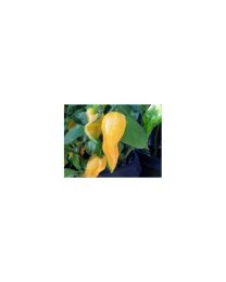 Bhut Jolokia Yellow - 10 X Pepper Seeds