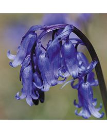 Bluebell (Hyacinthoides Non-scripta) P-Po-S