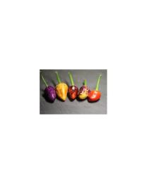 Bolivian Rainbow - 10 X Pepper Seeds