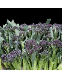 Broccoli Sprouting Rudolph - 12 Plants - JUNE DELIVERY