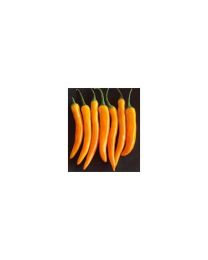 Bulgarian Carrot - 10 X Pepper Seeds