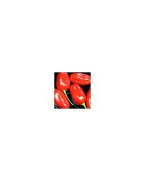 Bulo Bulo - 10 X Pepper Seeds
