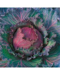 Cabbage January King (Award Of Garden Merit)