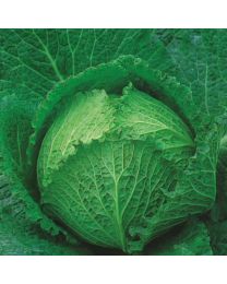 Cabbage Tundra F1 (Award Of Garden Merit)