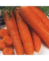 Carrot Autumn King (Award Of Garden Merit)
