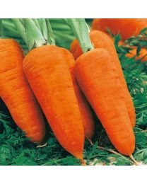 Carrot Chantenay Red Cored