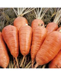 Carrot Early Market