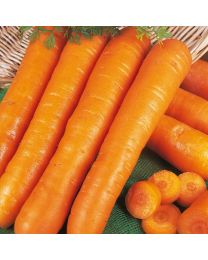 Carrot Early Nantes - Grower Pack