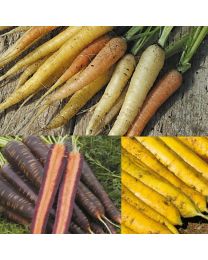 Carrot Mixed
