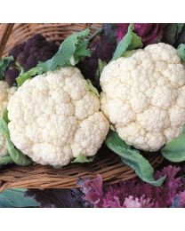 Cauliflower Snowball (Award Of Garden Merit)