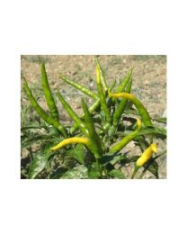 Cedrino - 10 X Pepper Seeds