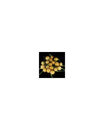 CGN22835 Round - 10 X Pepper Seeds
