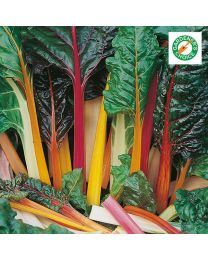 Chard Rainbow - 12 Plants - MAY DELIVERY