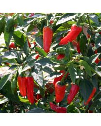 Chilli Pepper Apache F1 3 Plants - MAY DELIVERY