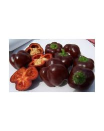 Chocolate Cherry - 10 X Pepper Seeds