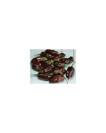 Chocolate Habanero Long - 10 X Pepper Seeds