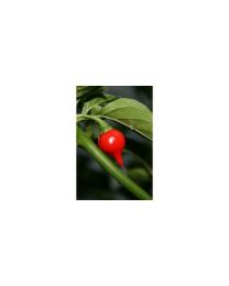 Chupetinho - 10 X Pepper Seeds