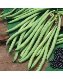 Climbing French Bean Cobra 12 Plants - MAY DELIVERY