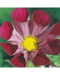 Cosmos Pied Piper Red