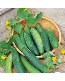 Cucumber Bedfordshire Prize