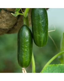 Cucumber Mini Munch F1 3 Plants - MAY DELIVERY