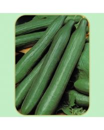 Cucumber Pepinex F1 3 Plants - MAY DELIVERY