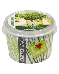 Cultivation Kit ORTOLINO Oregano By Verdemax