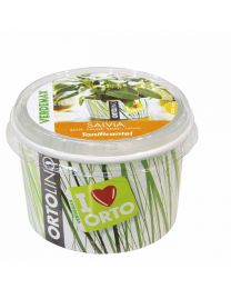 Cultivation Kit ORTOLINO Sage By Verdemax