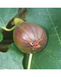 DIRECT SALE - Fruit Tree - Standard Fig Tree Brown Turkey - 5 Litre Pot