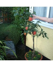 DIRECT SALE - Fruit Trees - Apple Mega-Bite