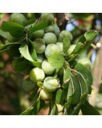 DIRECT SALE - Fruit Trees - Mannings Greengage