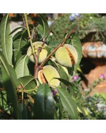 DIRECT SALE - Fruit Trees - Patio Almond Blossom - 1 X 4.5 Litre Pot